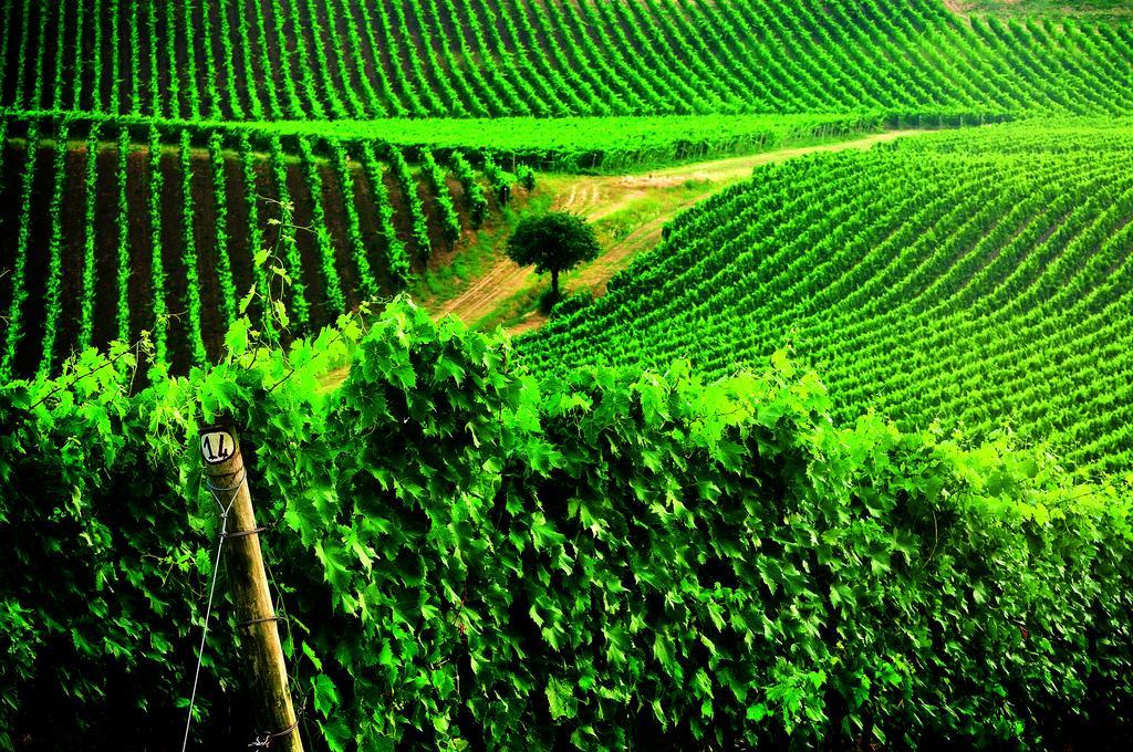 Borgo Conde Wine Resort Forlì Kültér fotó